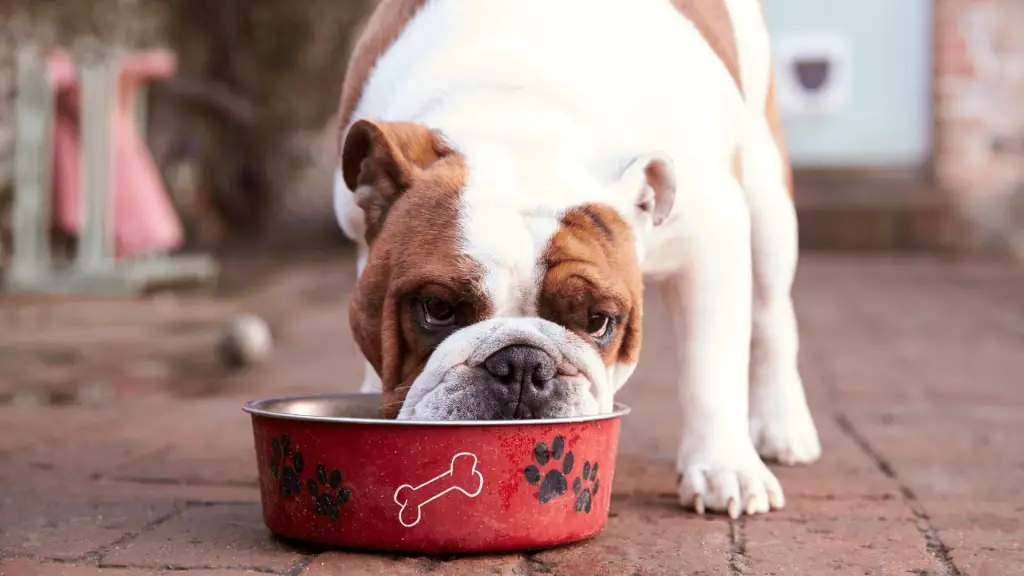 Dog Bowls For Flat-Faced Dog