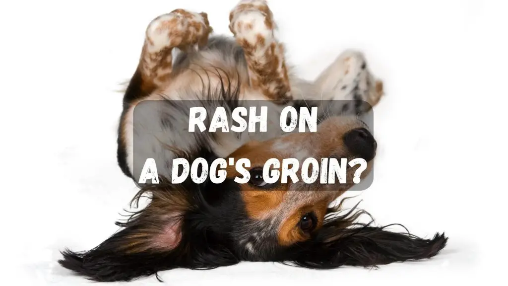 Dog Rash On Groin