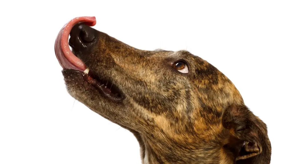 when to worry about dogs smacking lips