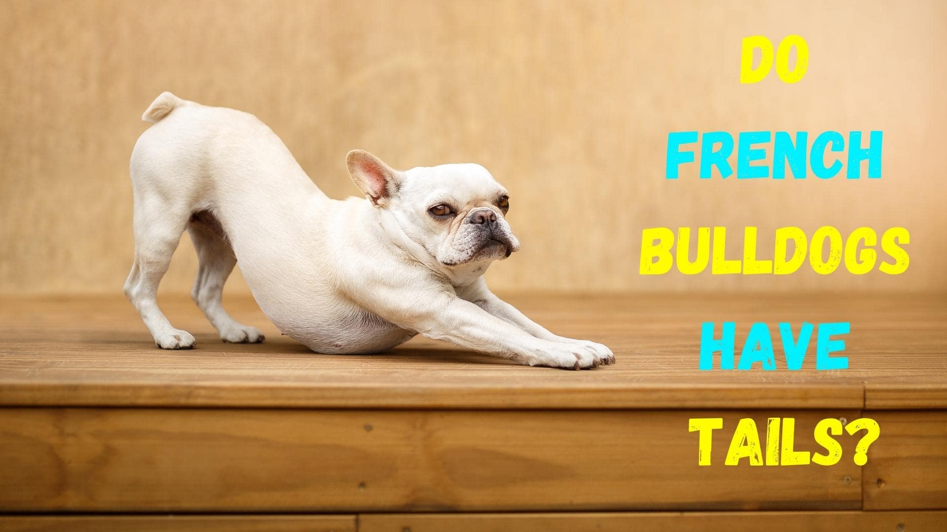 French Bulldog Tail