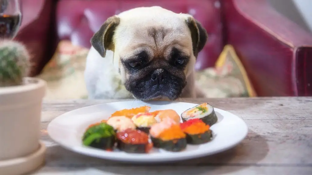 dog eating fish foods