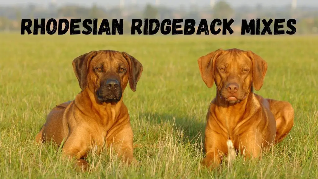 Rhodesian Ridgeback Mix