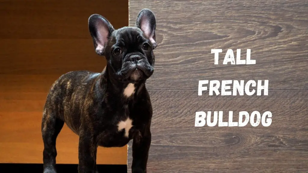 Tall French Bulldog