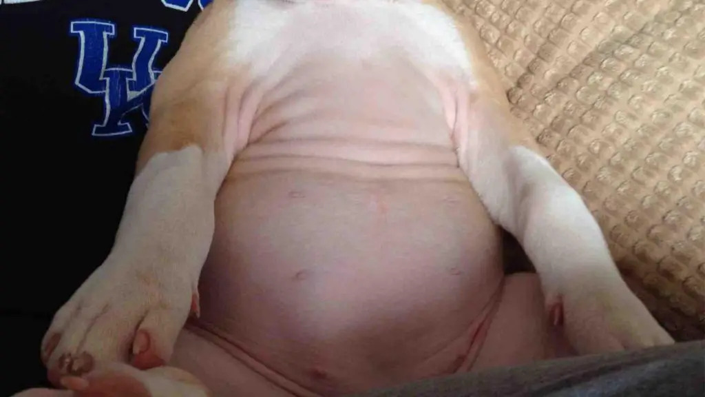 What Does A Normal Puppy Belly Look Like
