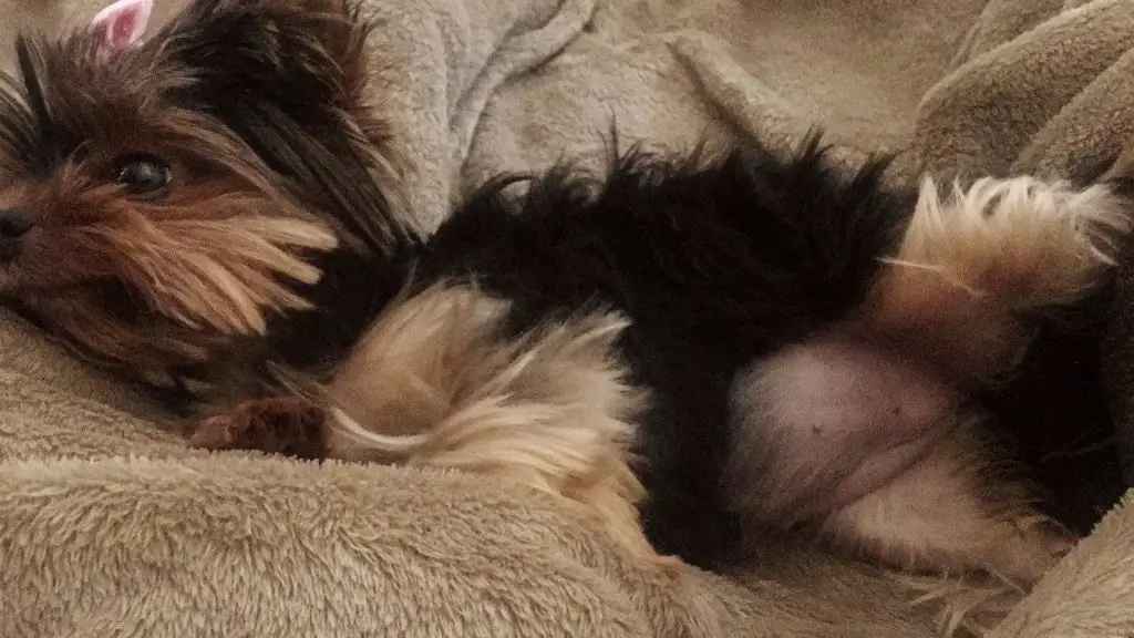 What should a Puppy Belly Look Like