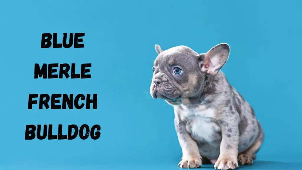 blue merle french bulldog