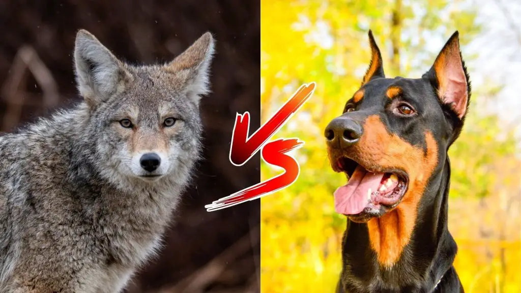 can a Doberman Pinscher kill a coyote
