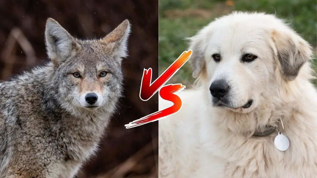 can a Great Pyrenees kill a coyote