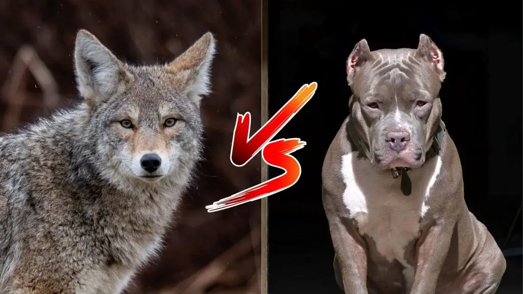 can a Pitbull kill a coyote