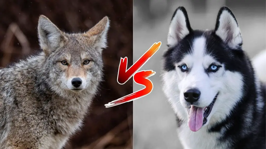 can a husky kill a coyote