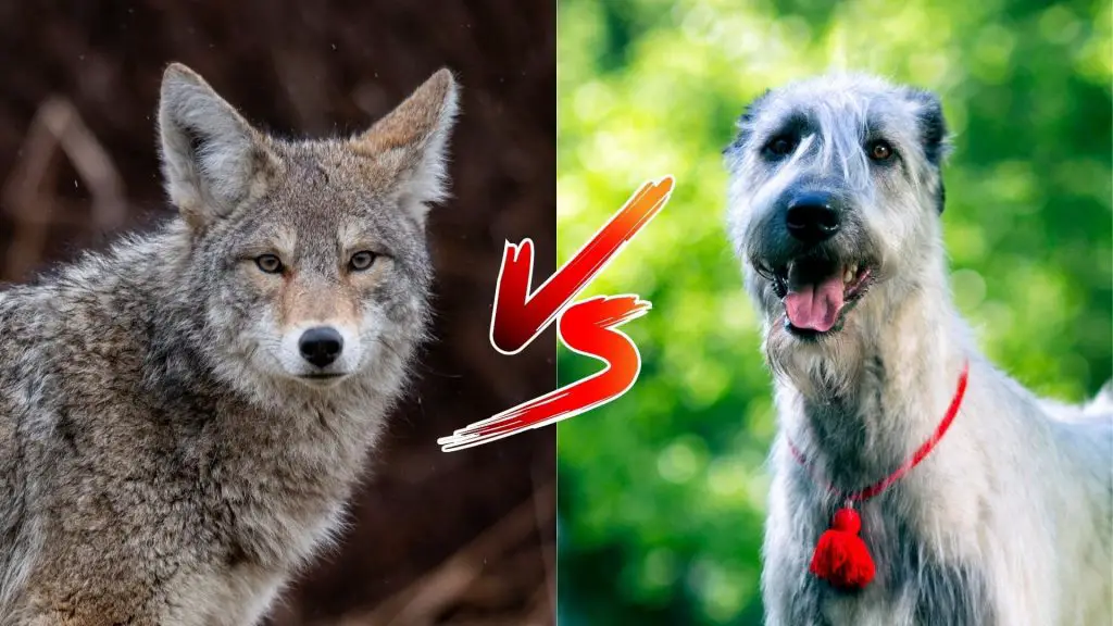 can an Irish Wolfhound kill a coyote