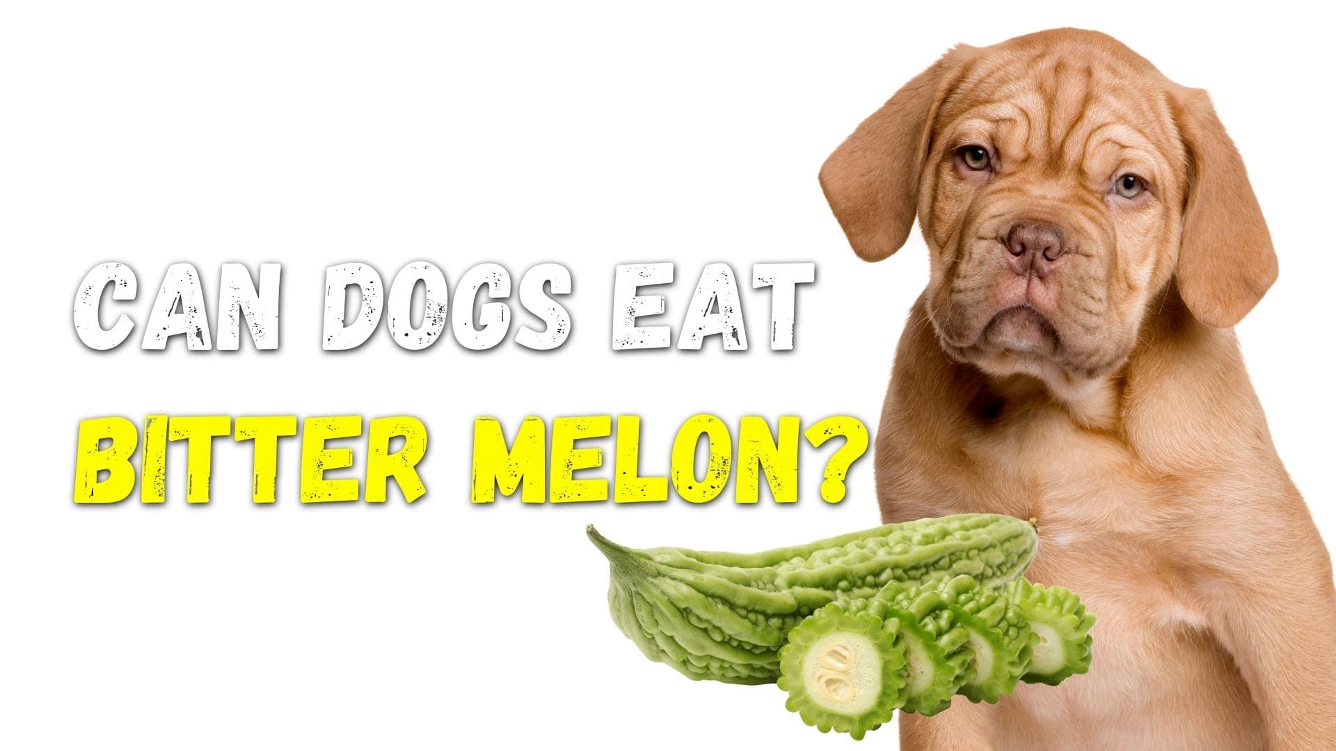 can dogs eat bitter melon