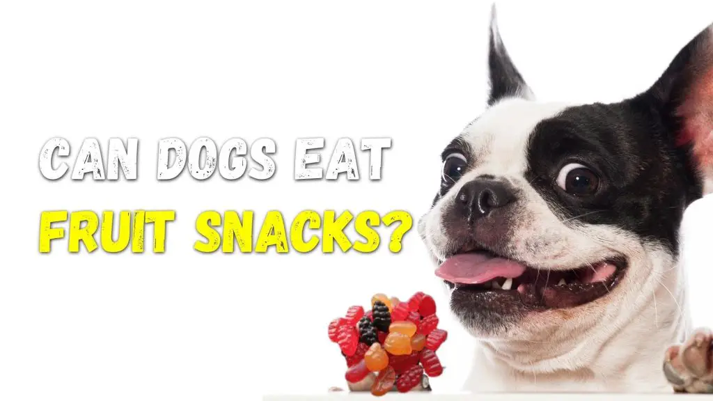 can dogs eat fruit snacks