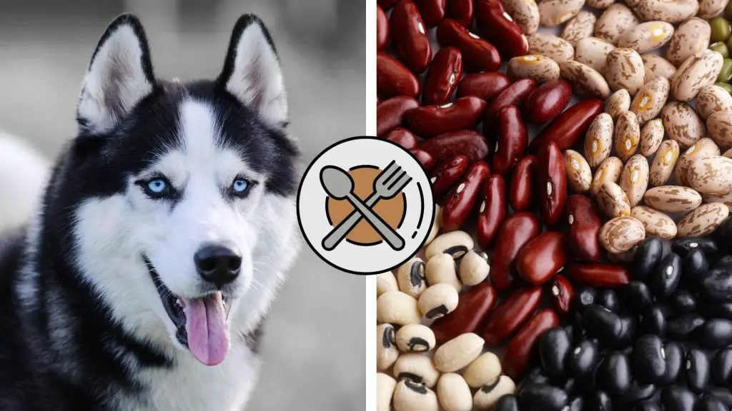 can huskies eat Beans