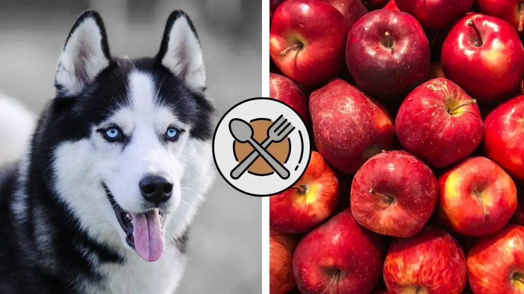 can huskies eat apples