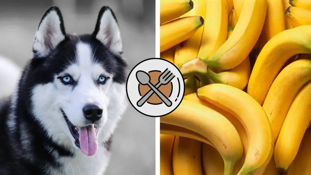 can huskies eat bananas