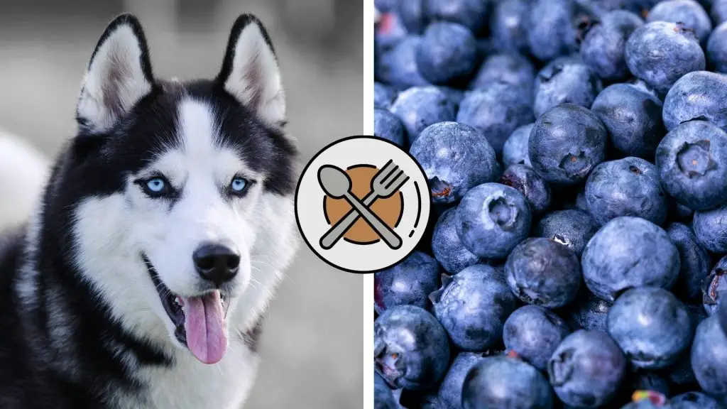 can huskies eat blueberries