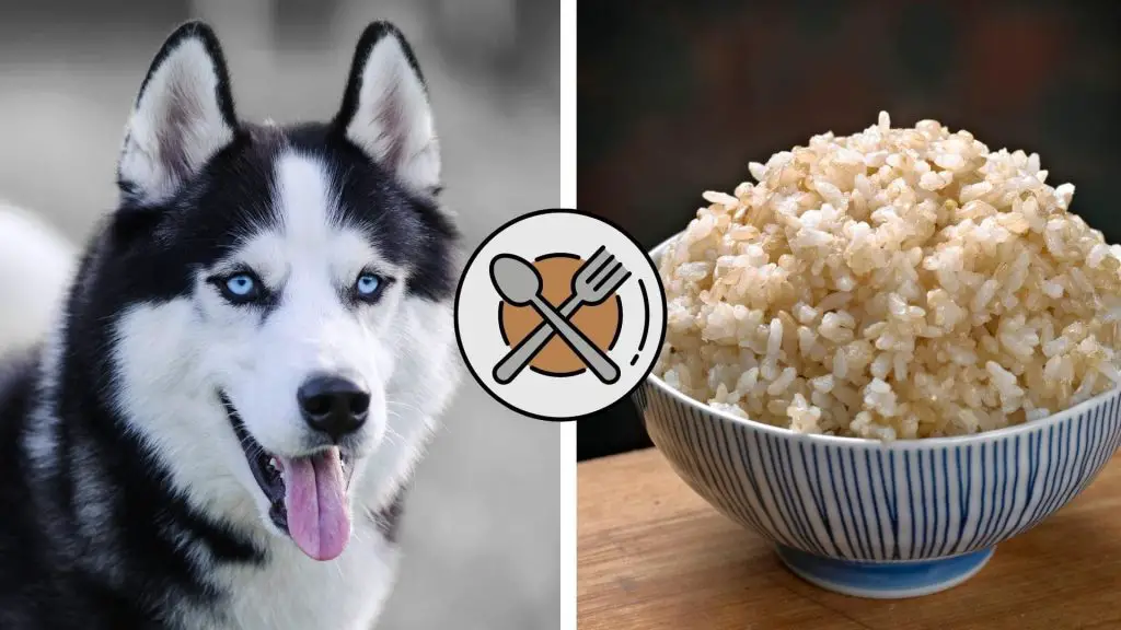 can huskies eat brown rice