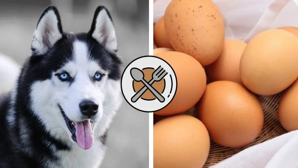 can huskies eat eggs