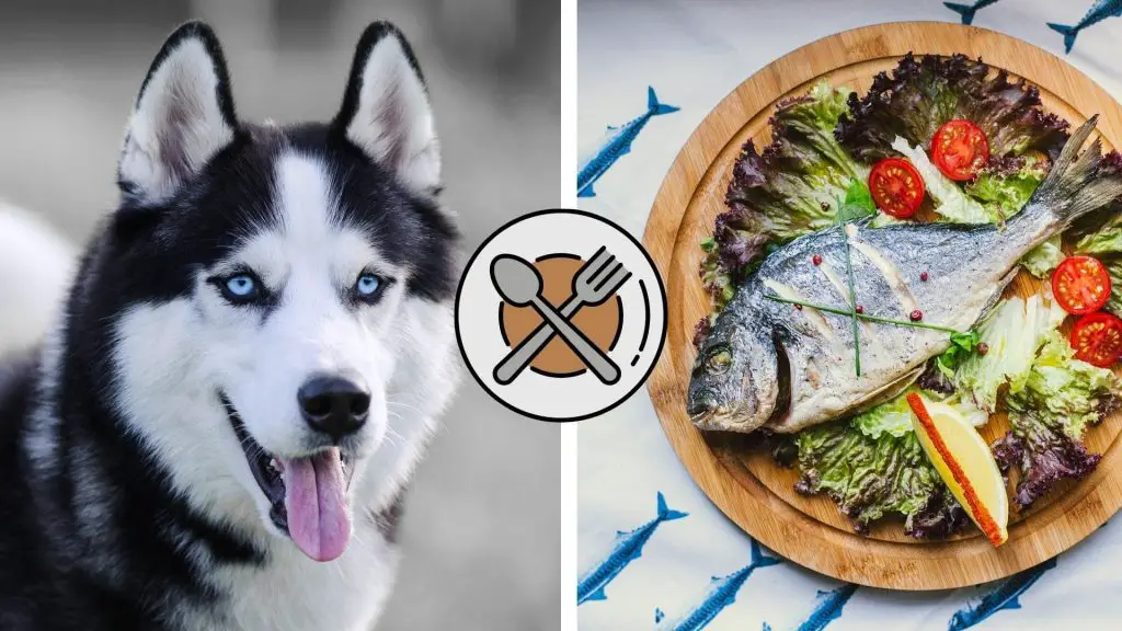 can huskies eat fish