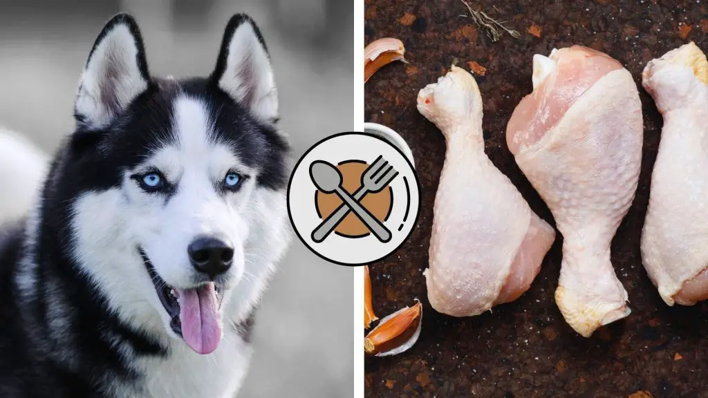 can huskies eat raw chicken