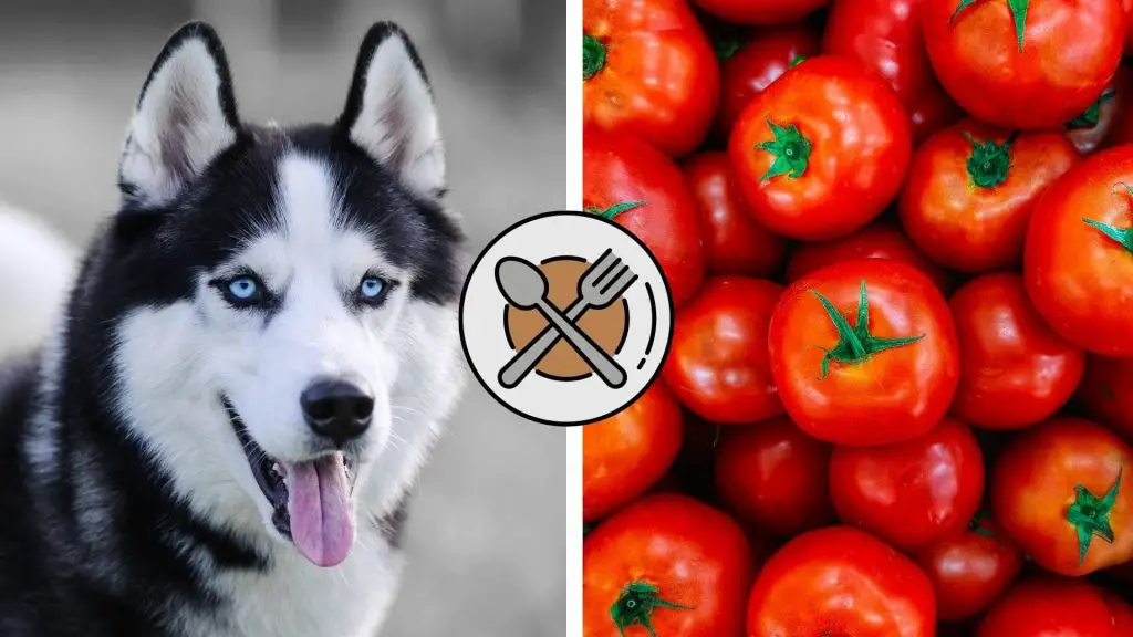 can huskies eat tomatoes