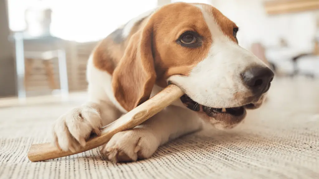 dog chewing antler bone