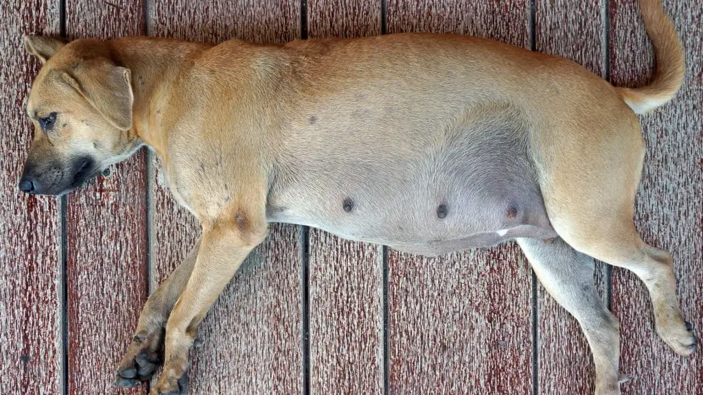 inverted nipples in pregnant dog