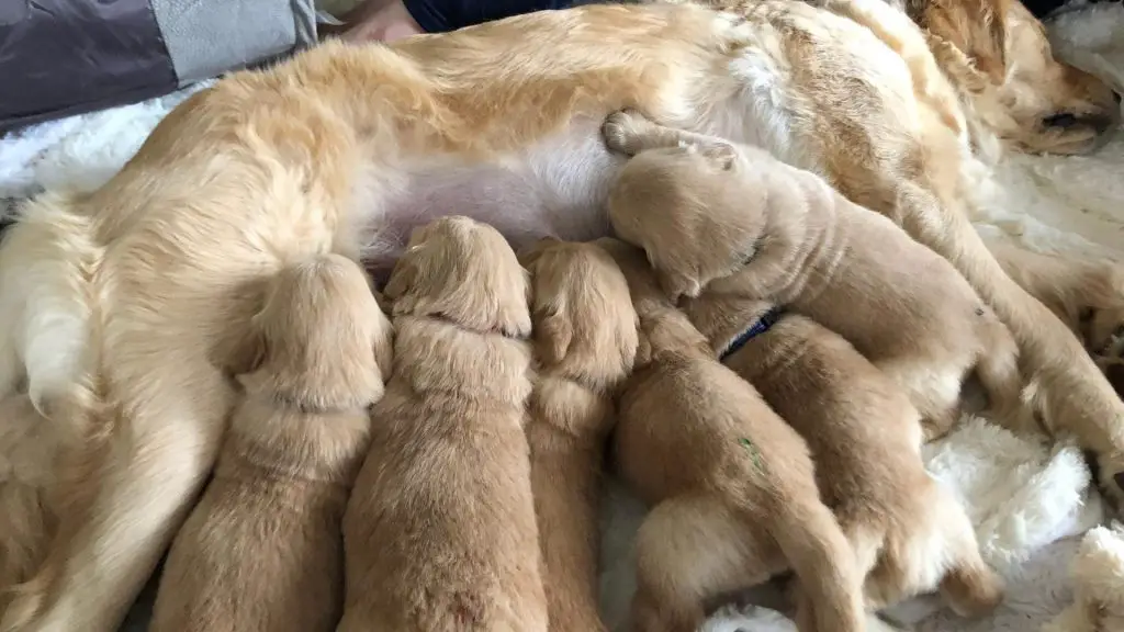 puppies nursing mother with inverted nipples