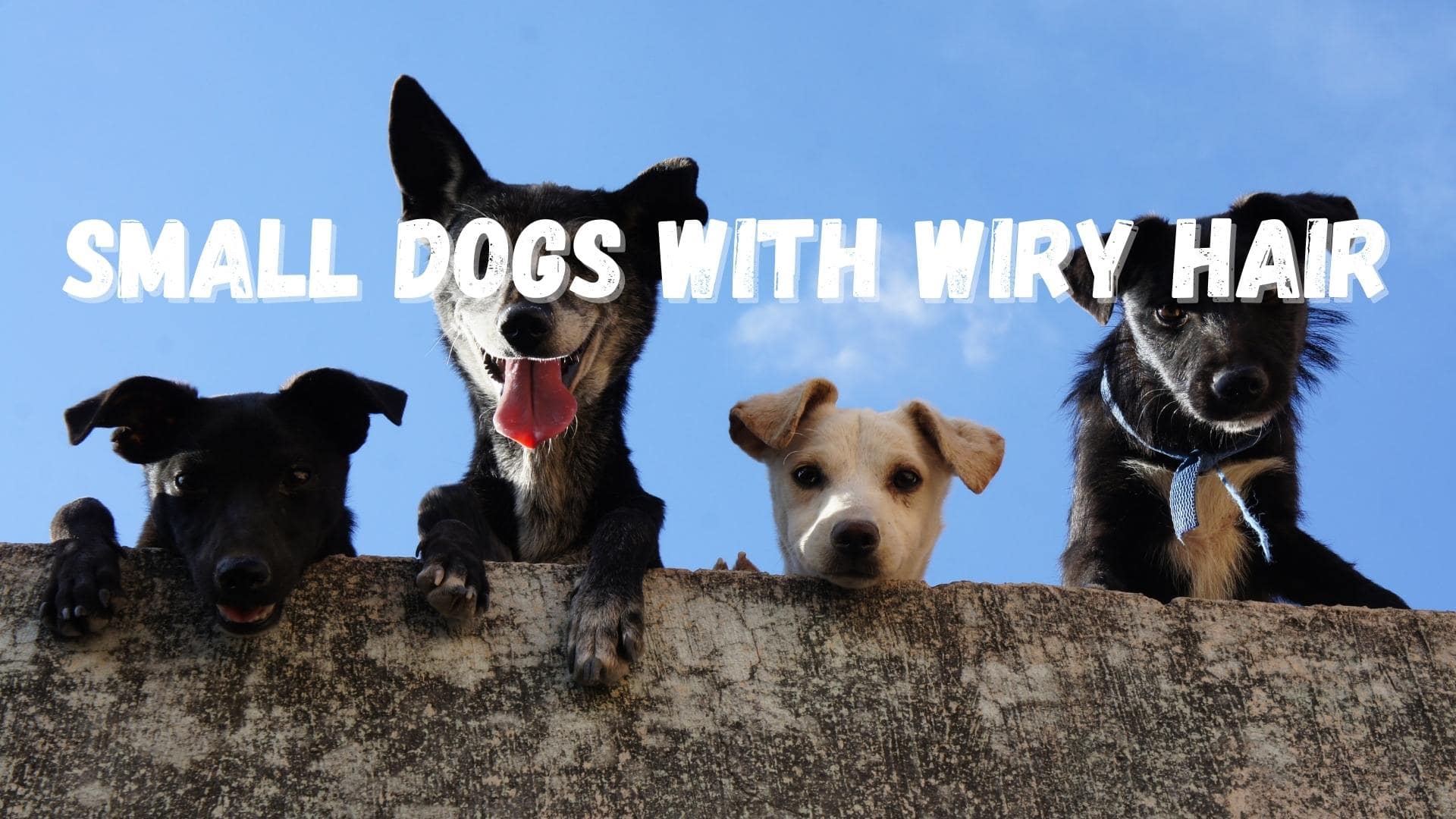 small dogs with wiry hair