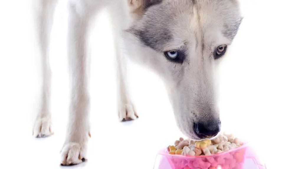 how much to feed huskies