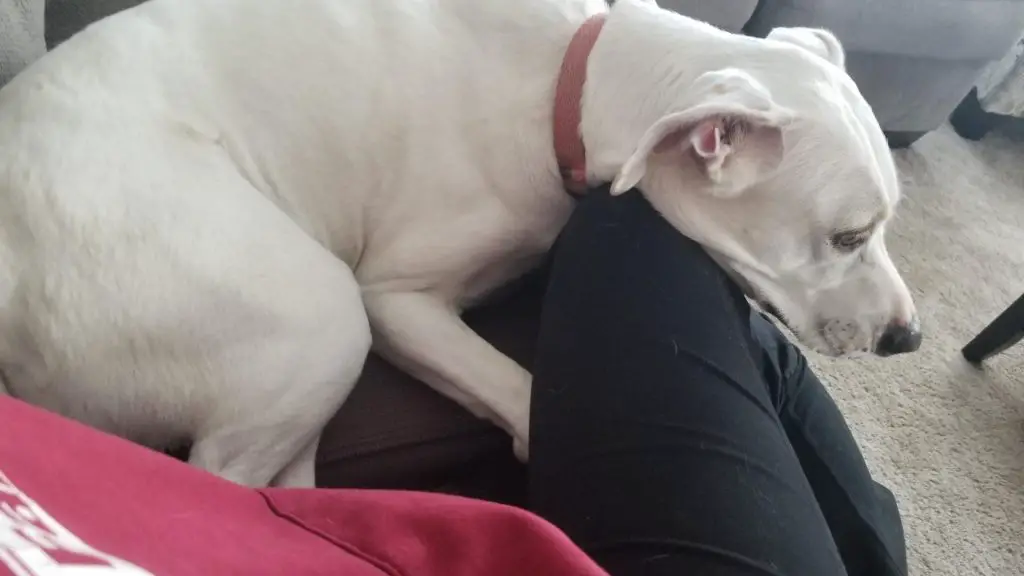 why does my dog bury his head in my lap