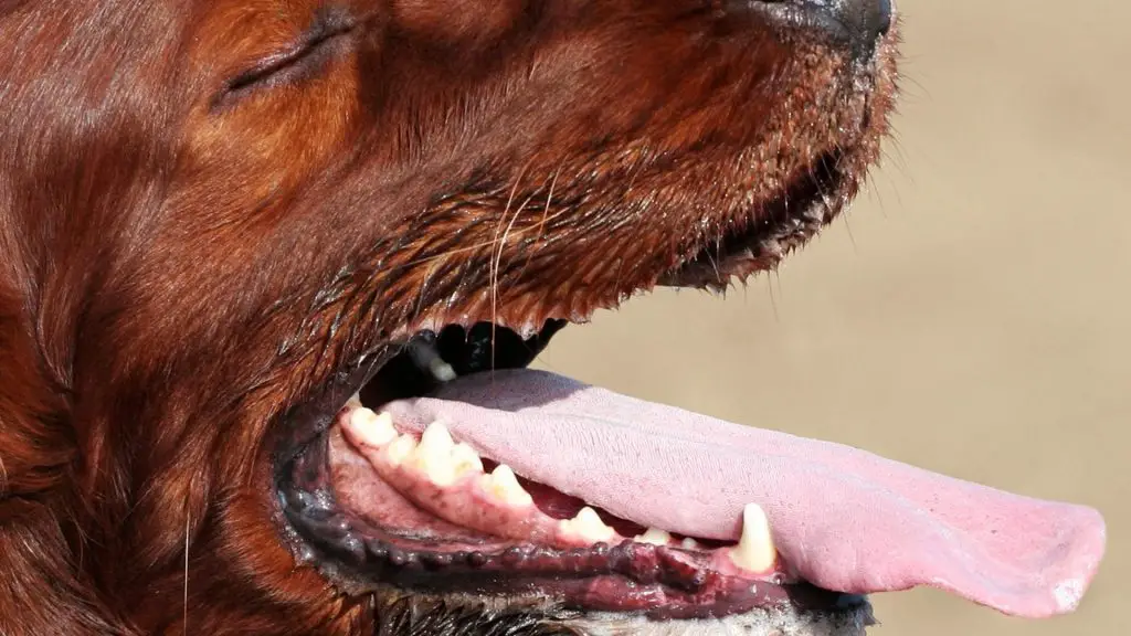what to do if your dogs lips are pink