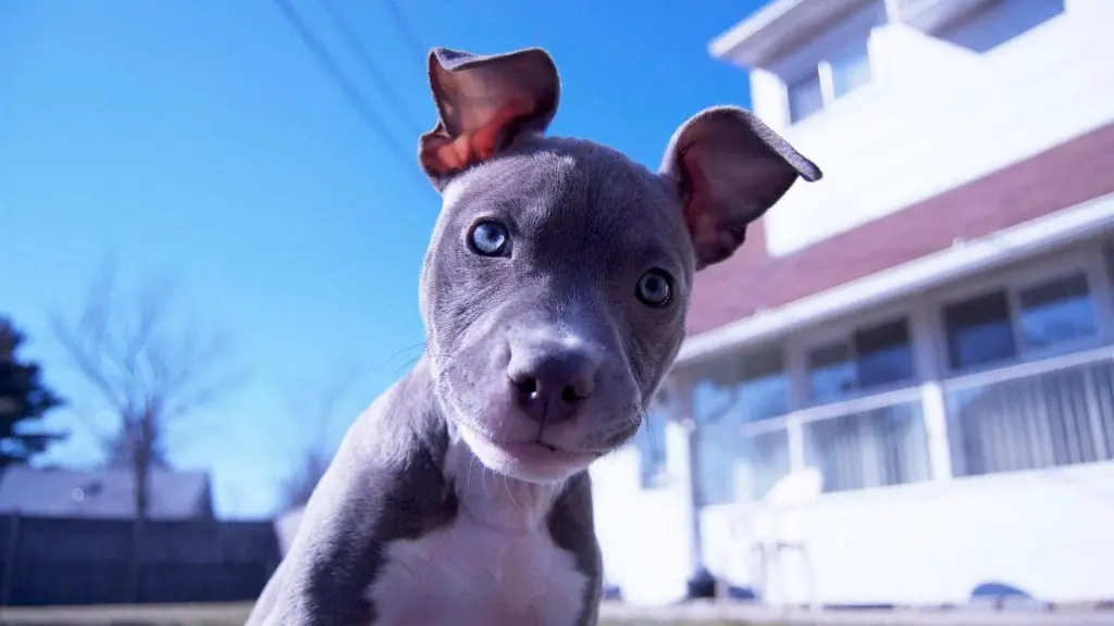 Grey Pitbull puppy
