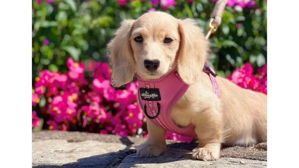 blonde doxie infront of flowers