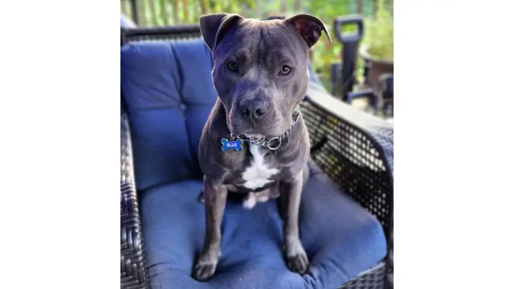 Blue American Bully on chair