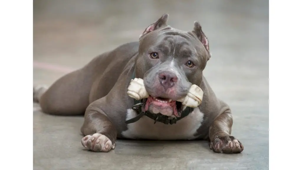 Grey Pitbull with bone