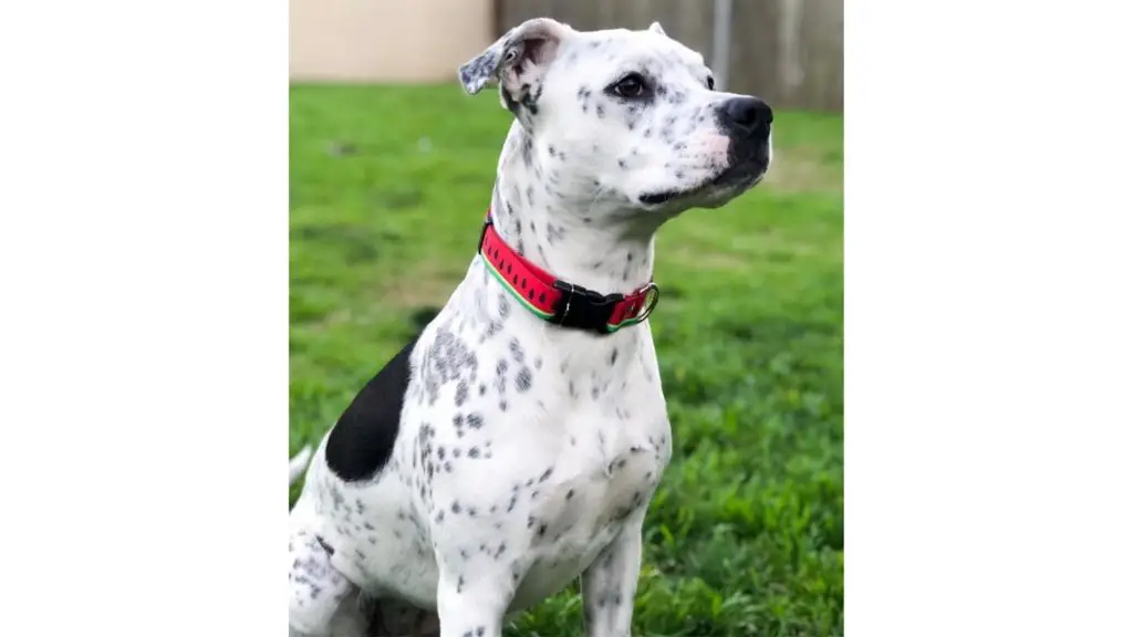 Dalmatian Pitbull Mixed dog breed