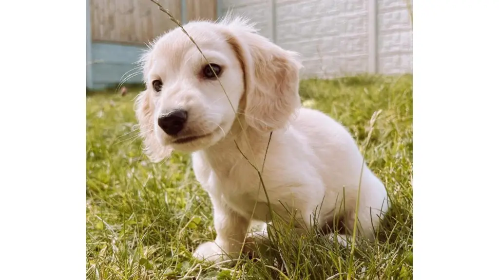 English Cream Dachshund puppy