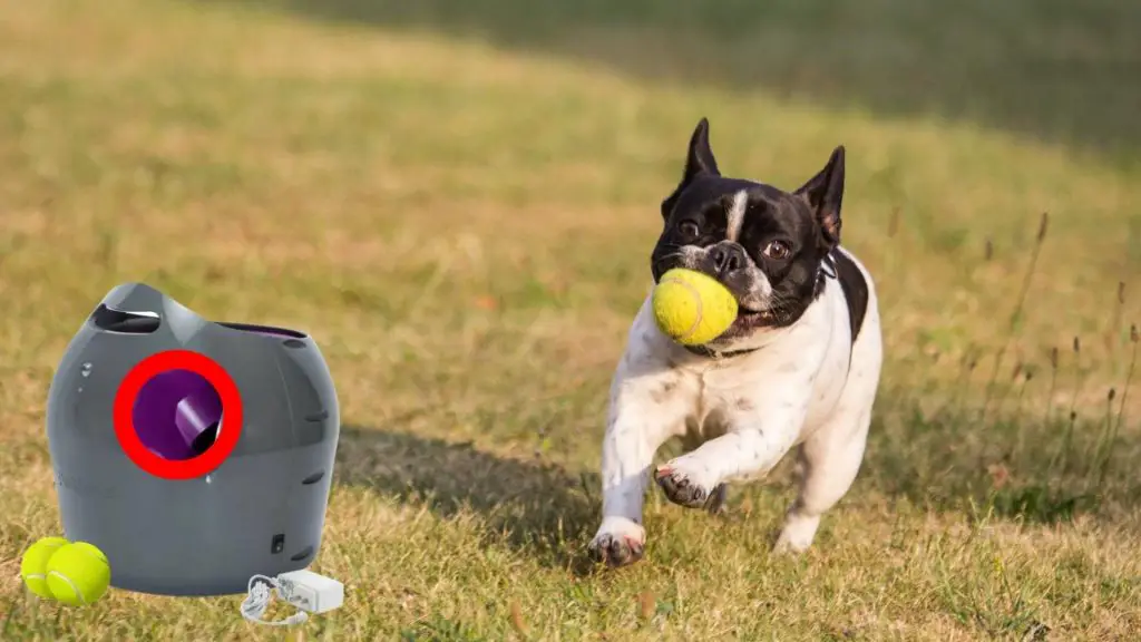 Are Ball Launchers Bad For Dogs