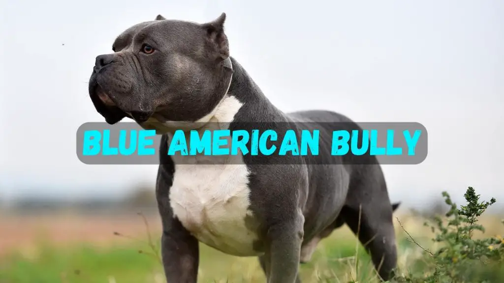 Blue American Bully