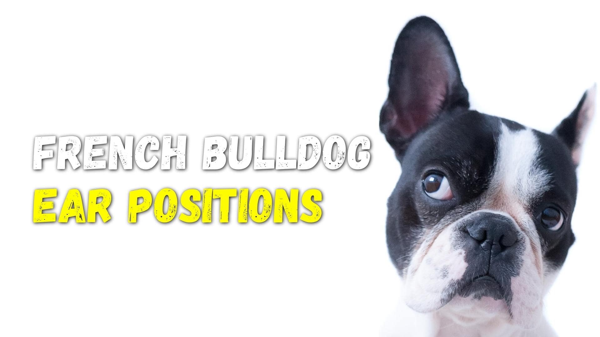 French Bulldog Ear Position meaning
