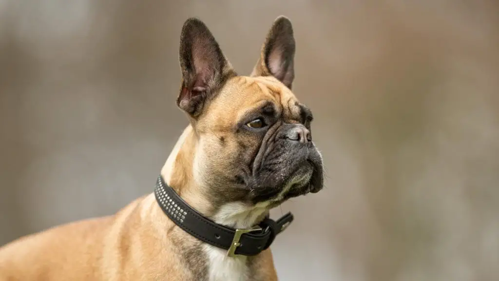 French Bulldog Ears perked forward