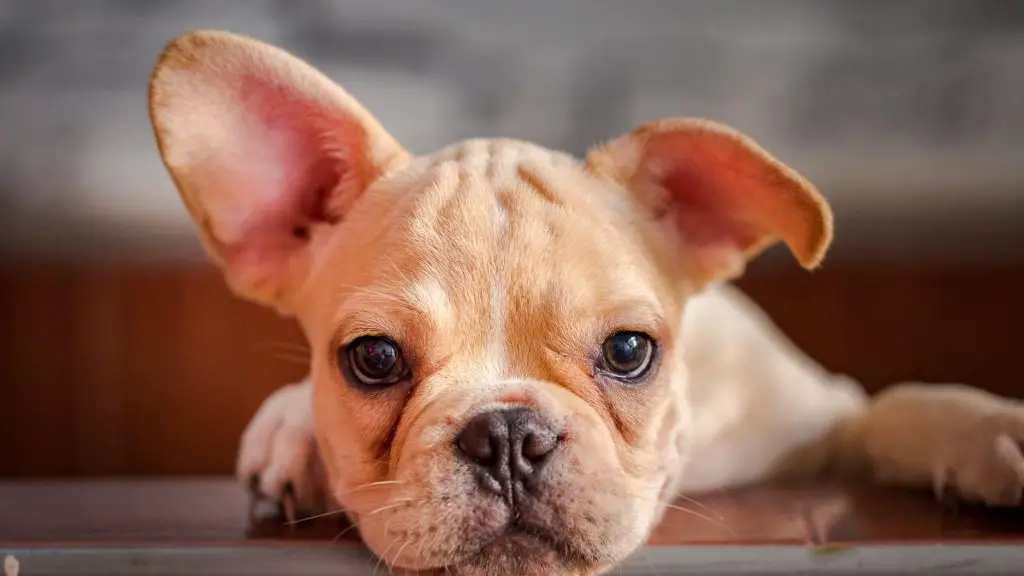 French Bulldog Floppy Ears
