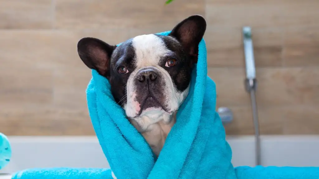French Bulldog ear cleaning