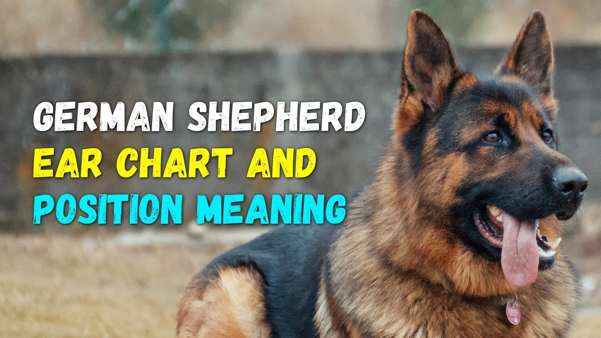 German Shepherd Ear Chart