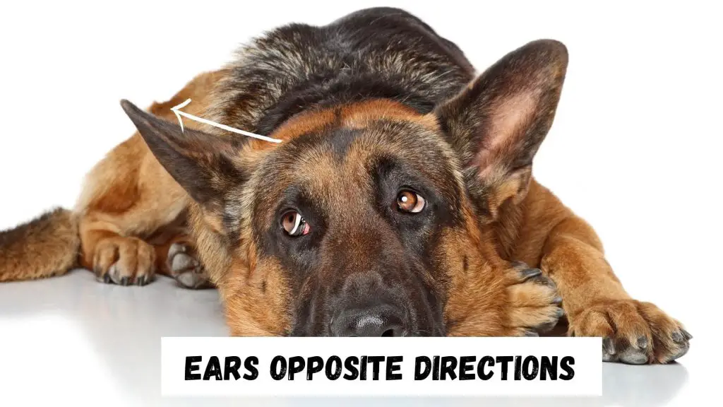 German Shepherd Ears In opposite directions