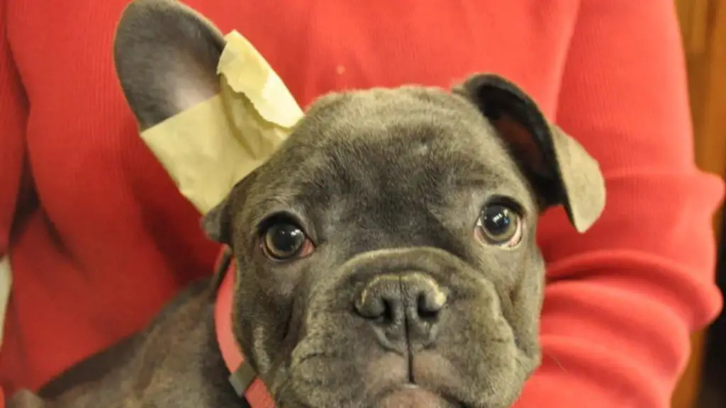 How To Tape French Bulldog Ears