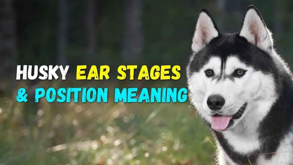 Husky Ear position meaning