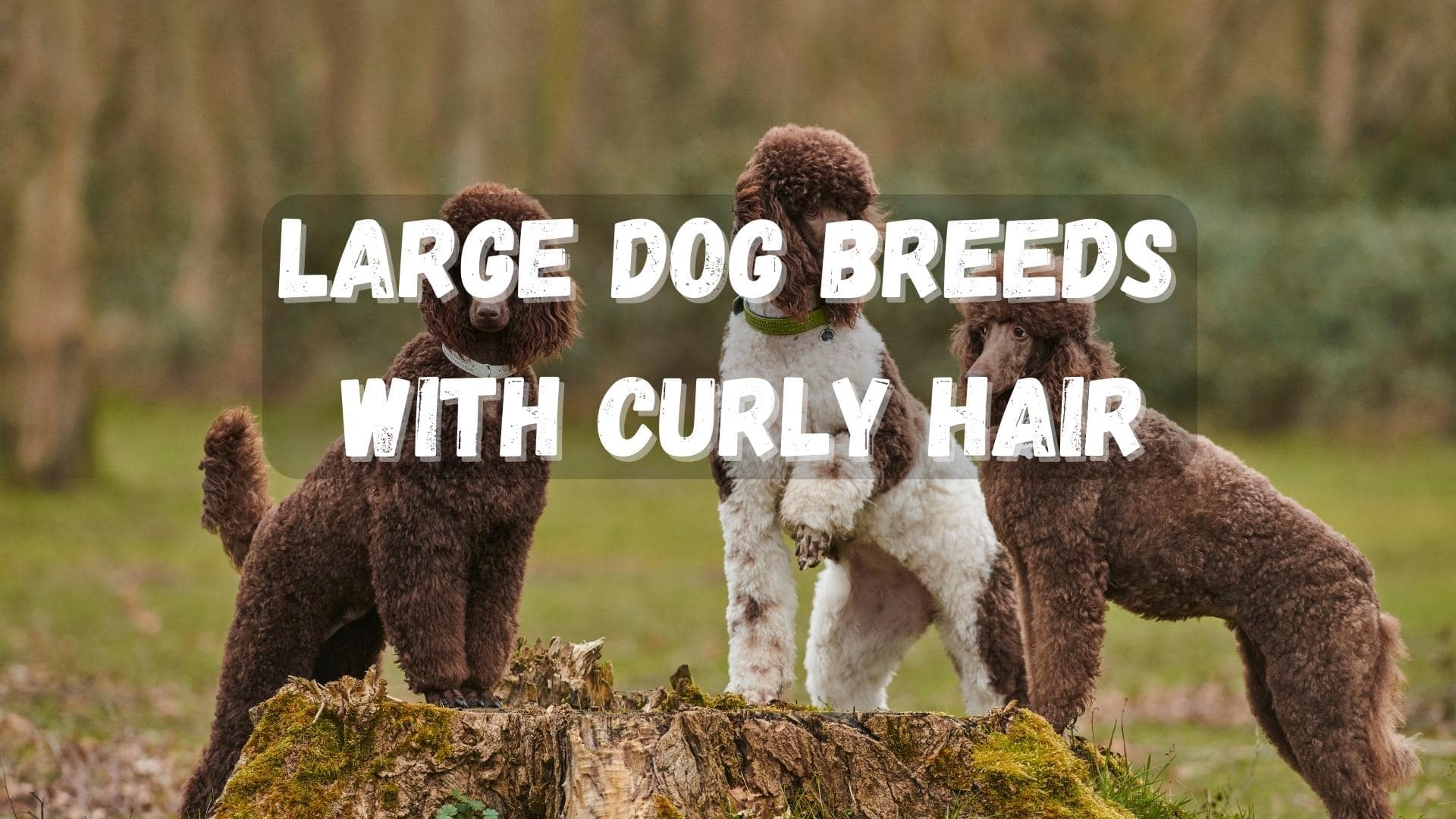 Large Dog Breeds With Curly Hair